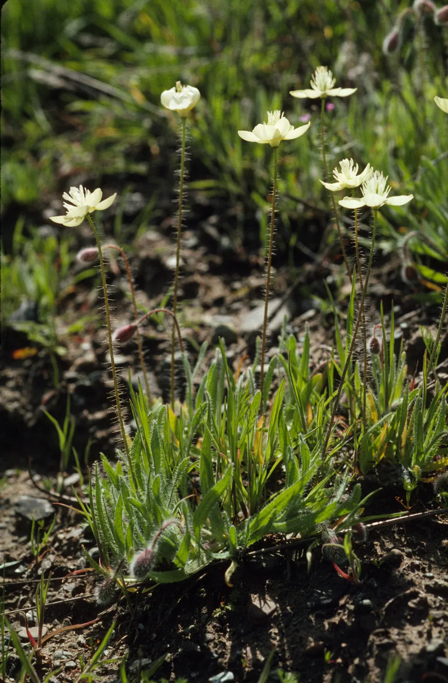 Platystemon californicus