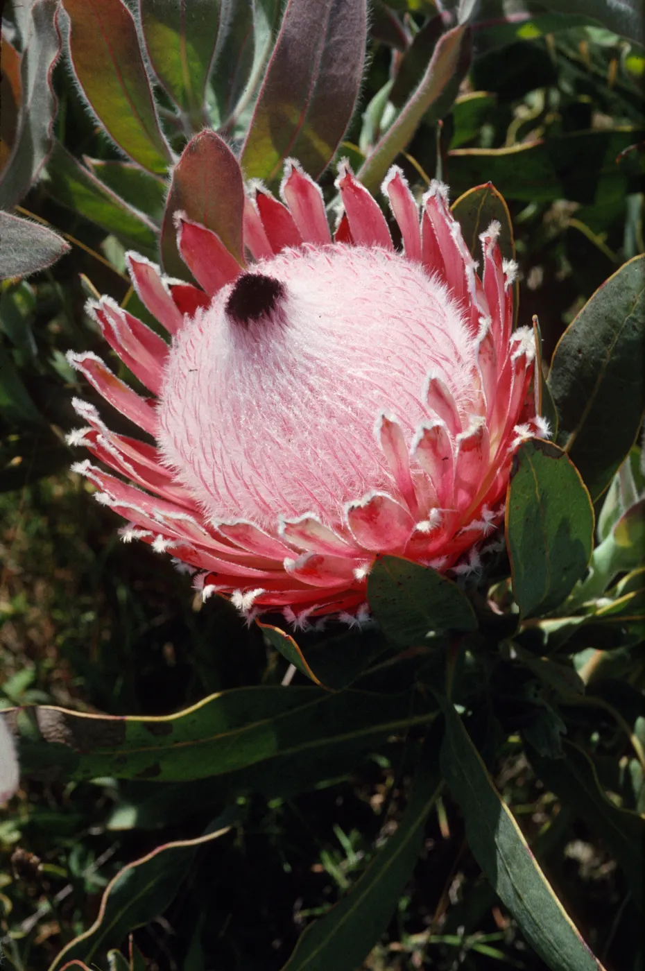 Protea