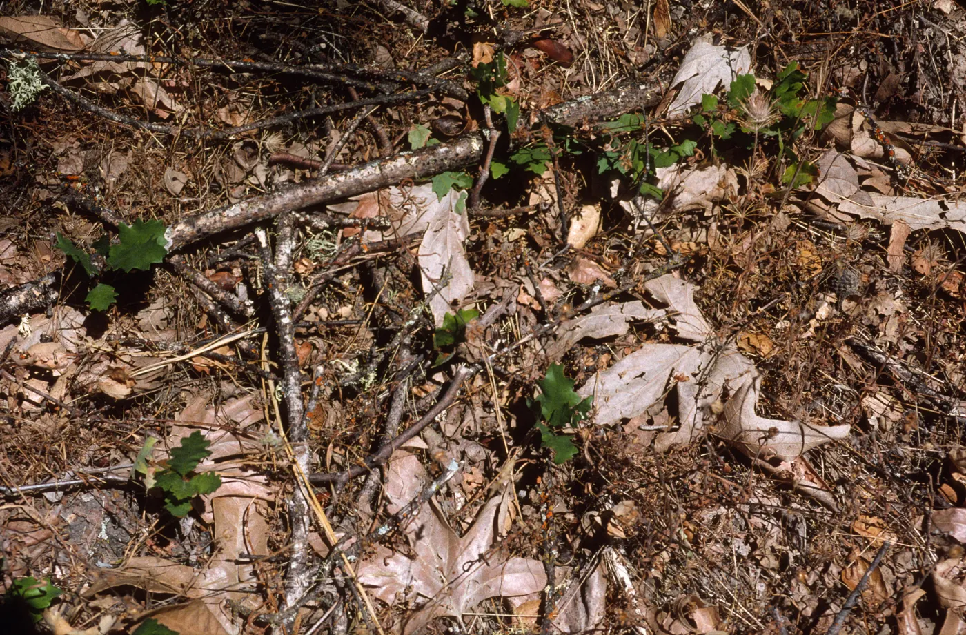 Quercus lobata