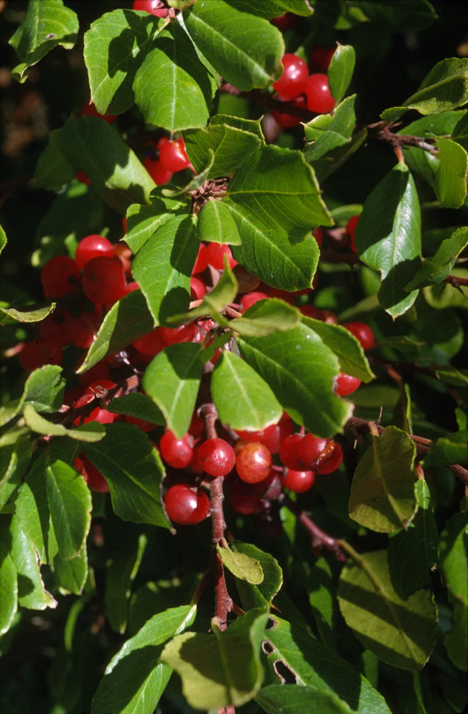 Rhamnus pirifolia