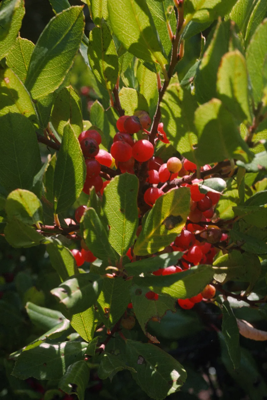 Rhamnus pirifolia