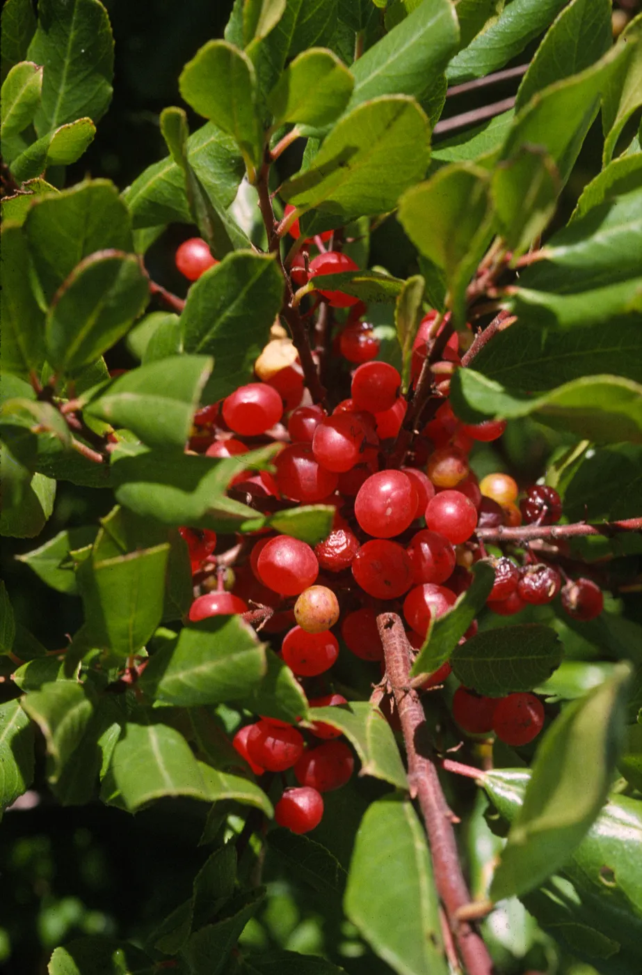 Rhamnus pirifolia