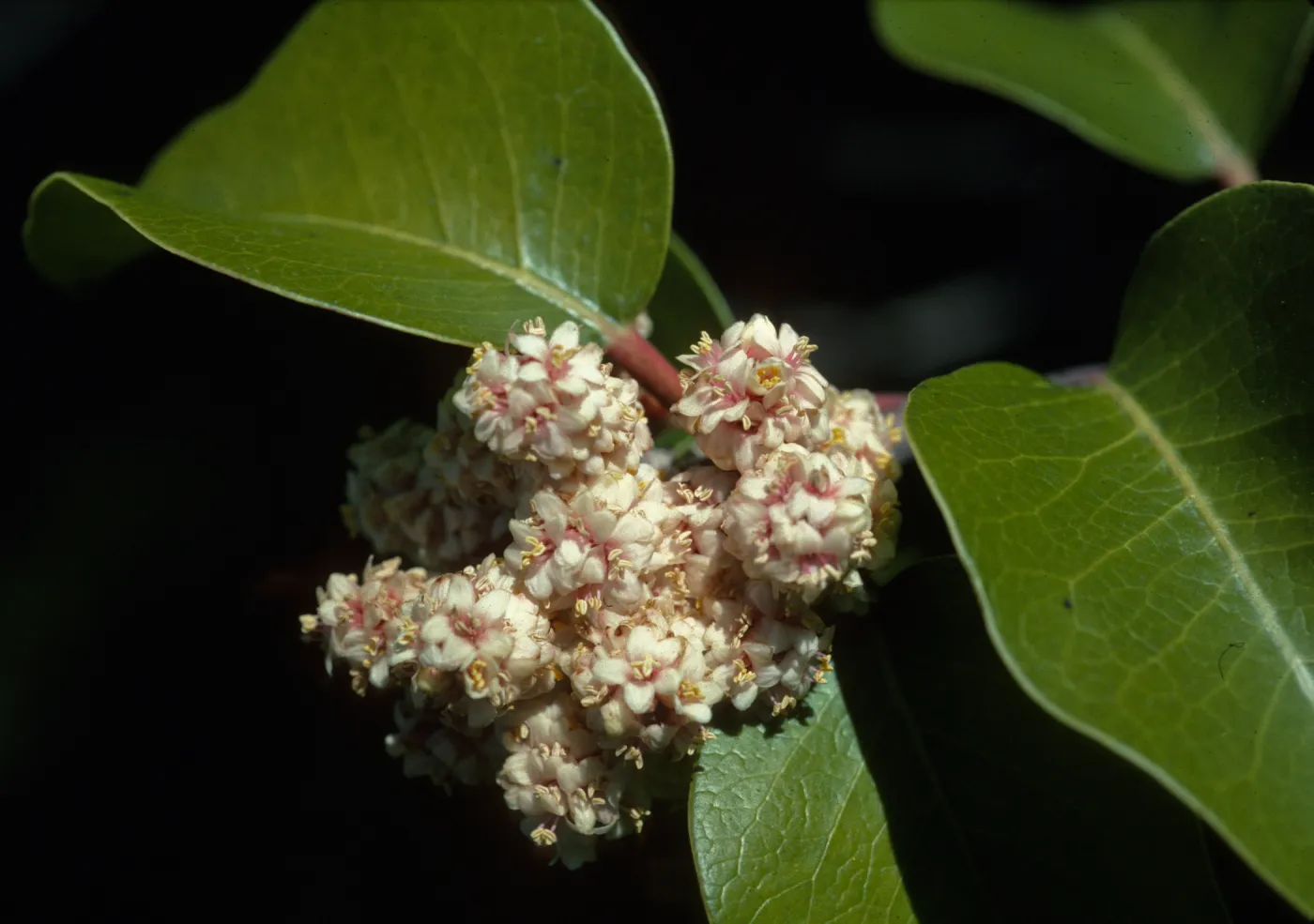 Rhus ovata