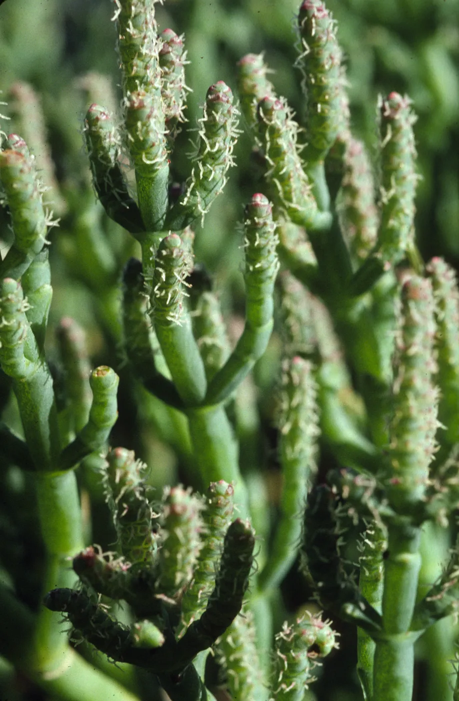 Salicornia