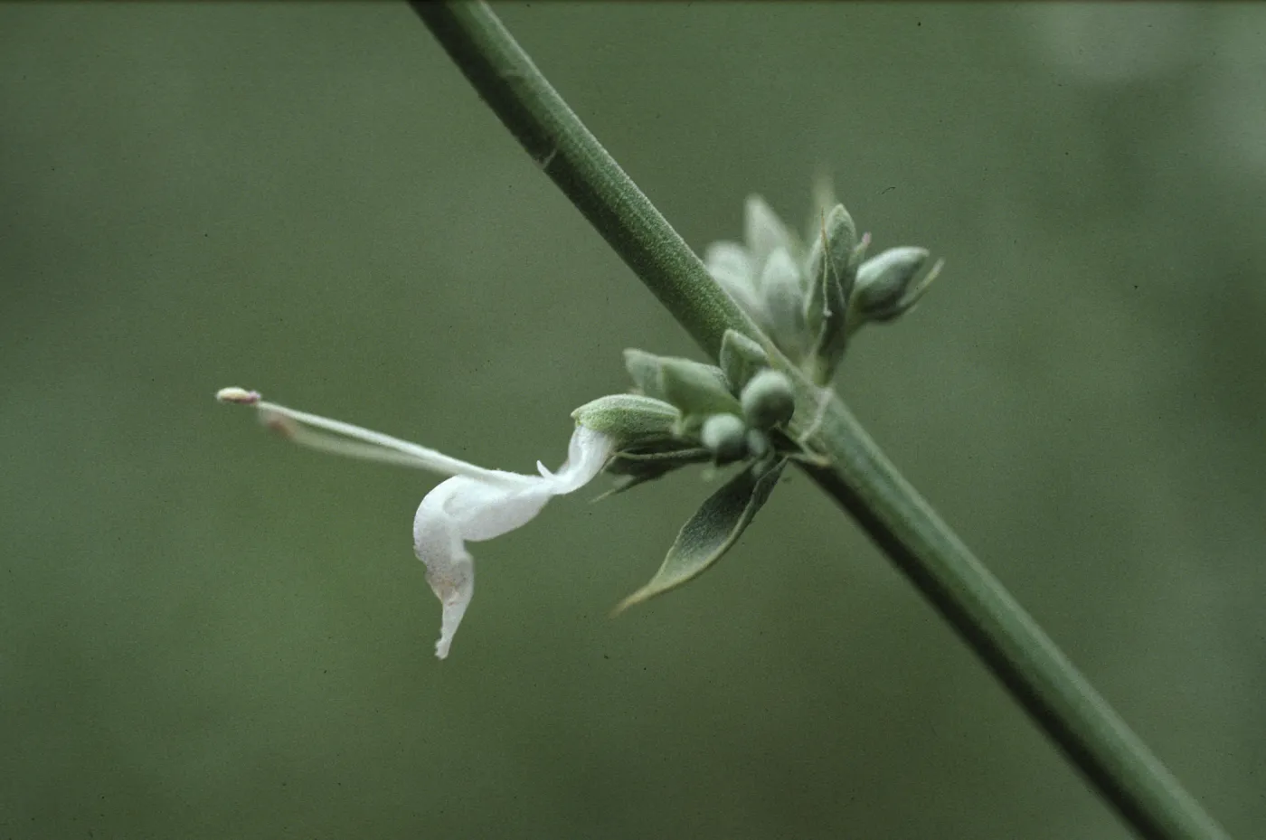 Salvia apiana(White Sage)