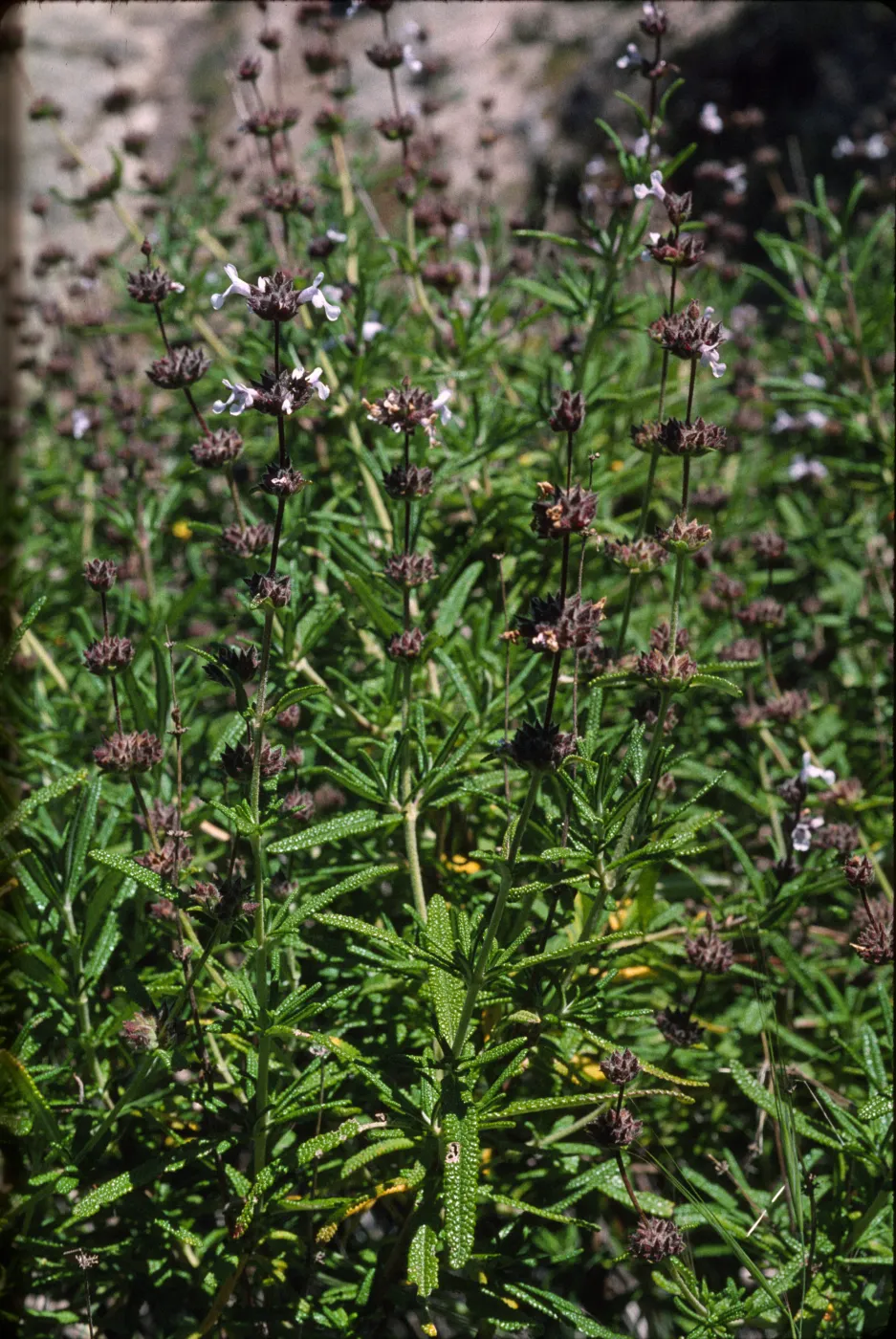 Salvia brandegeei