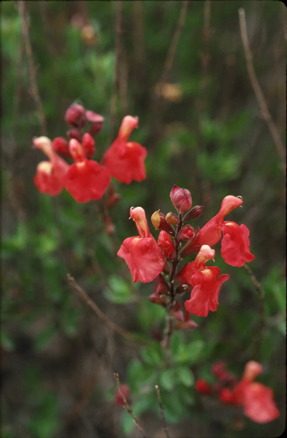 Salvia greggii (Sage)