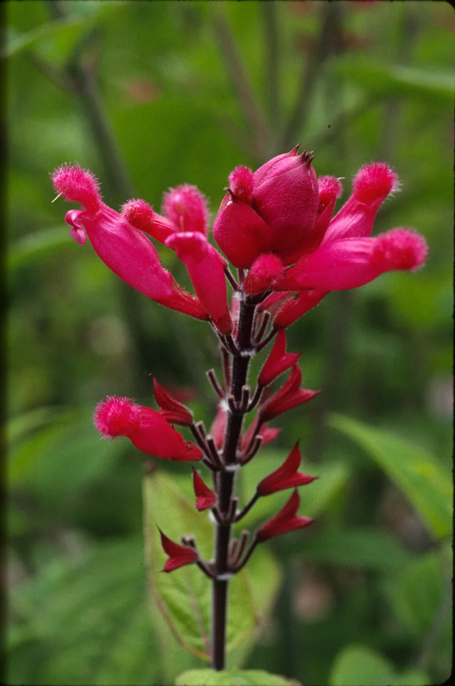 Salvia (sage) involucrata