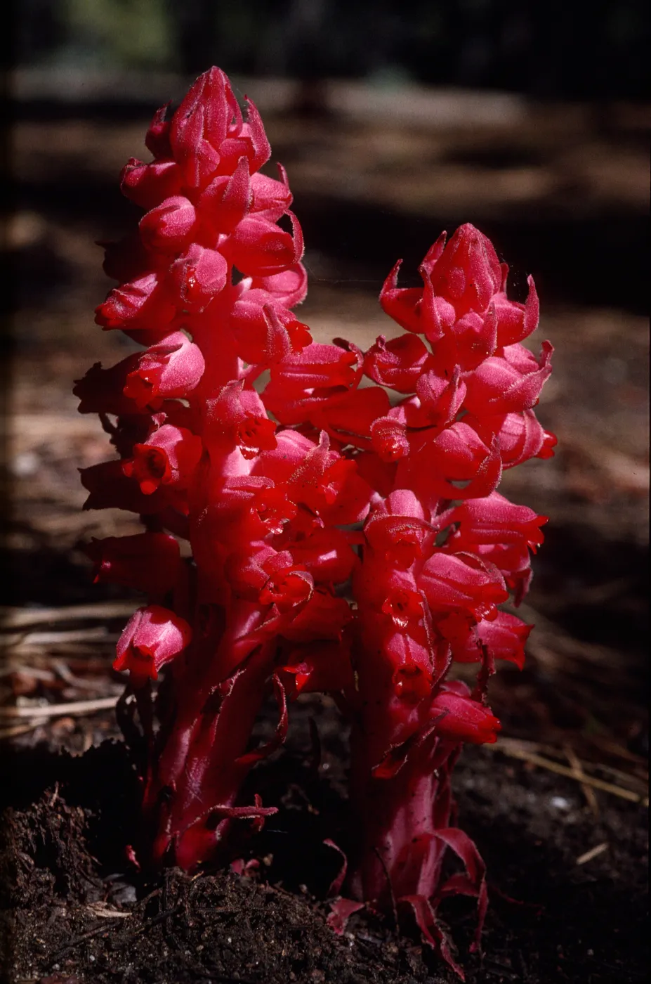 Sarcodes sanguinea