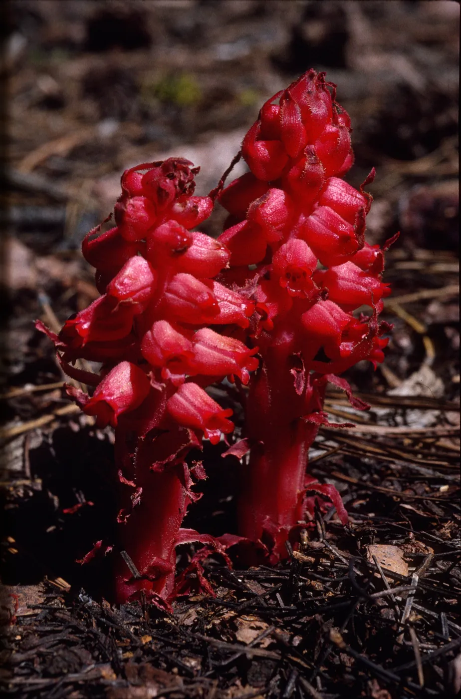 Sarcodes sanguinea