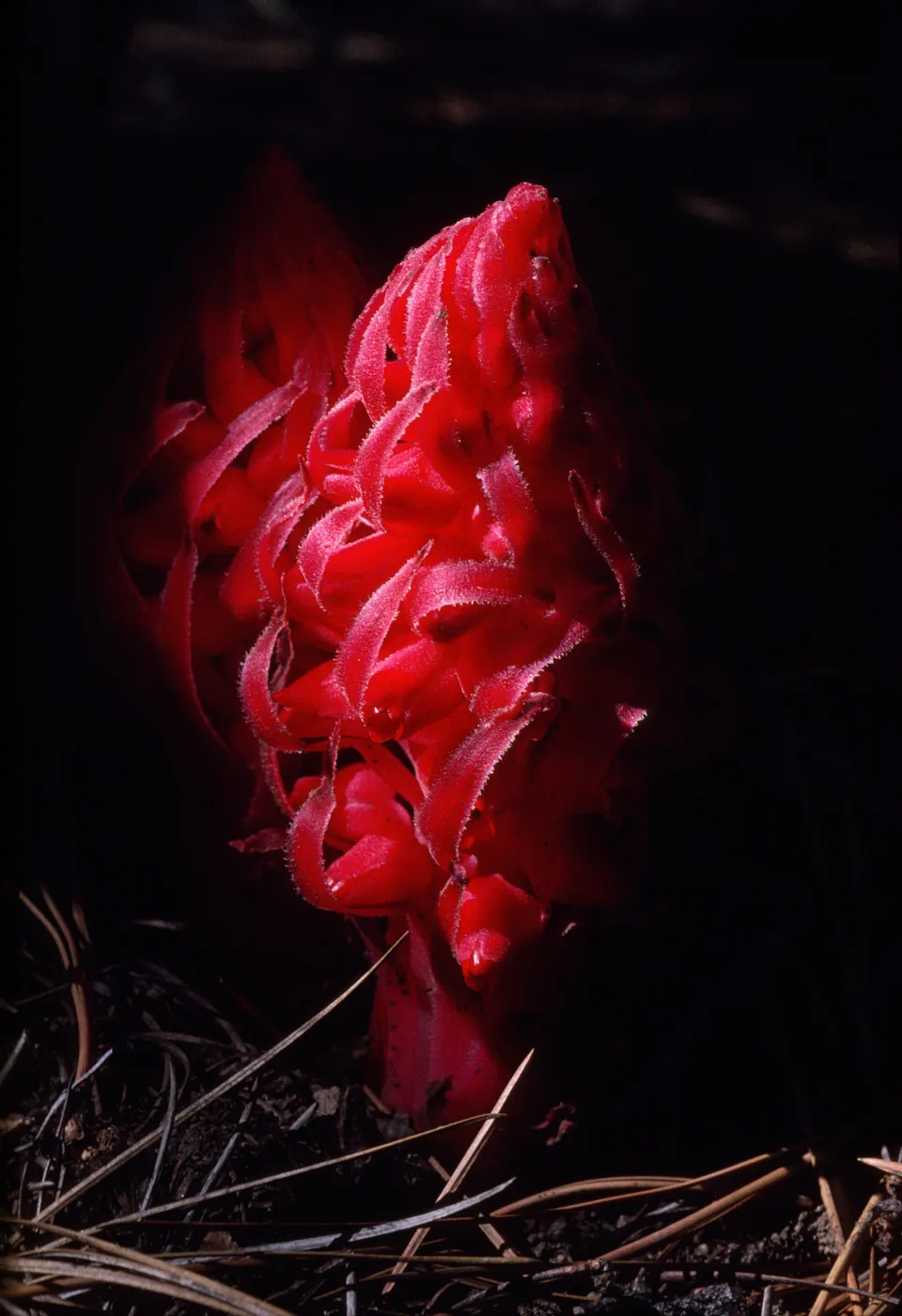 Sarcodes sanguinea