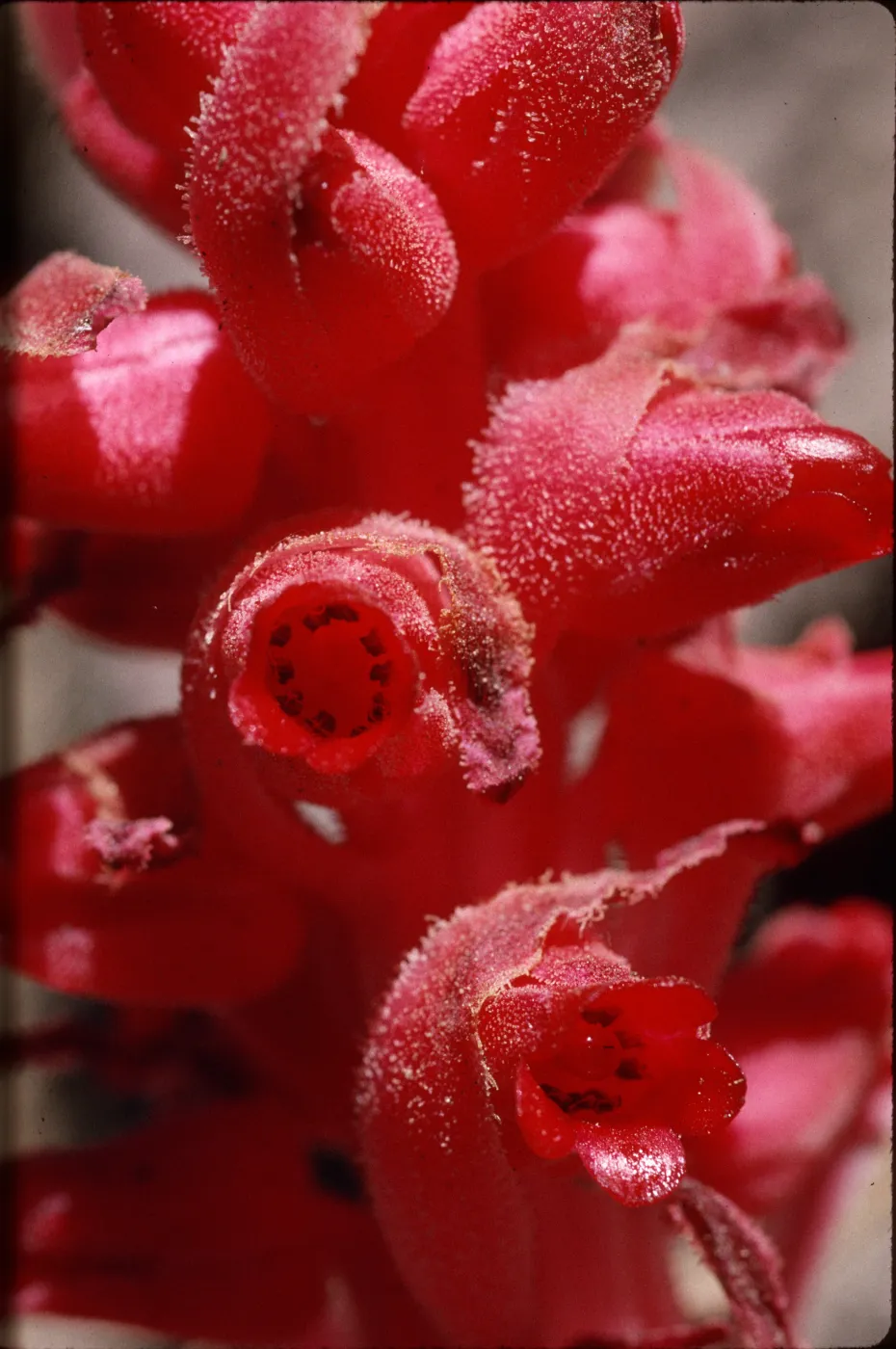 Sarcodes sanguinea