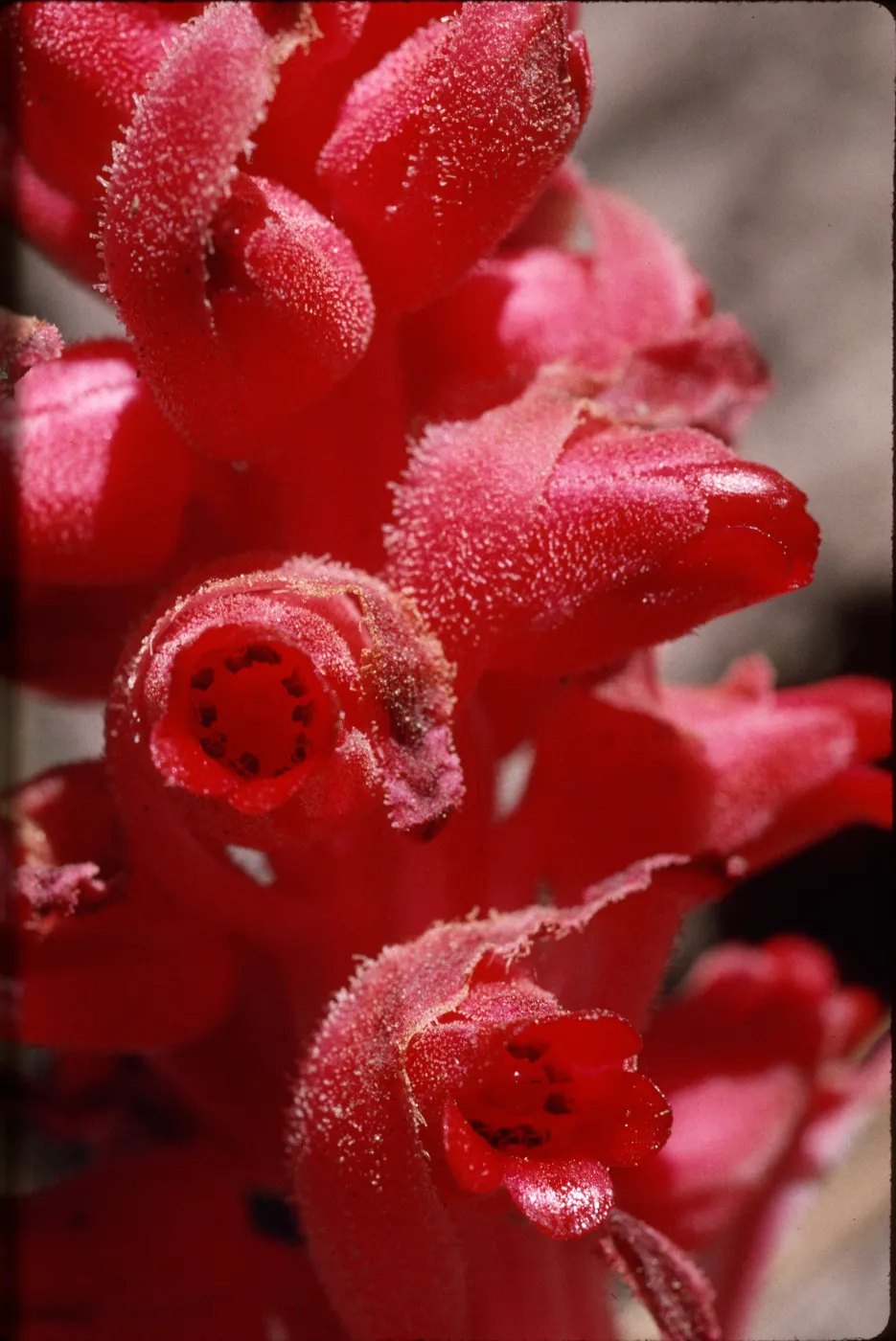 Sarcodes sanguinea