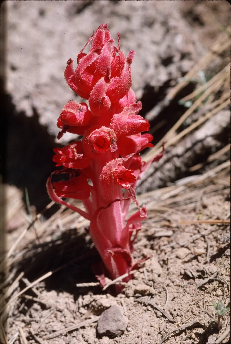 Sarcodes sanguinea, Pine Mountain