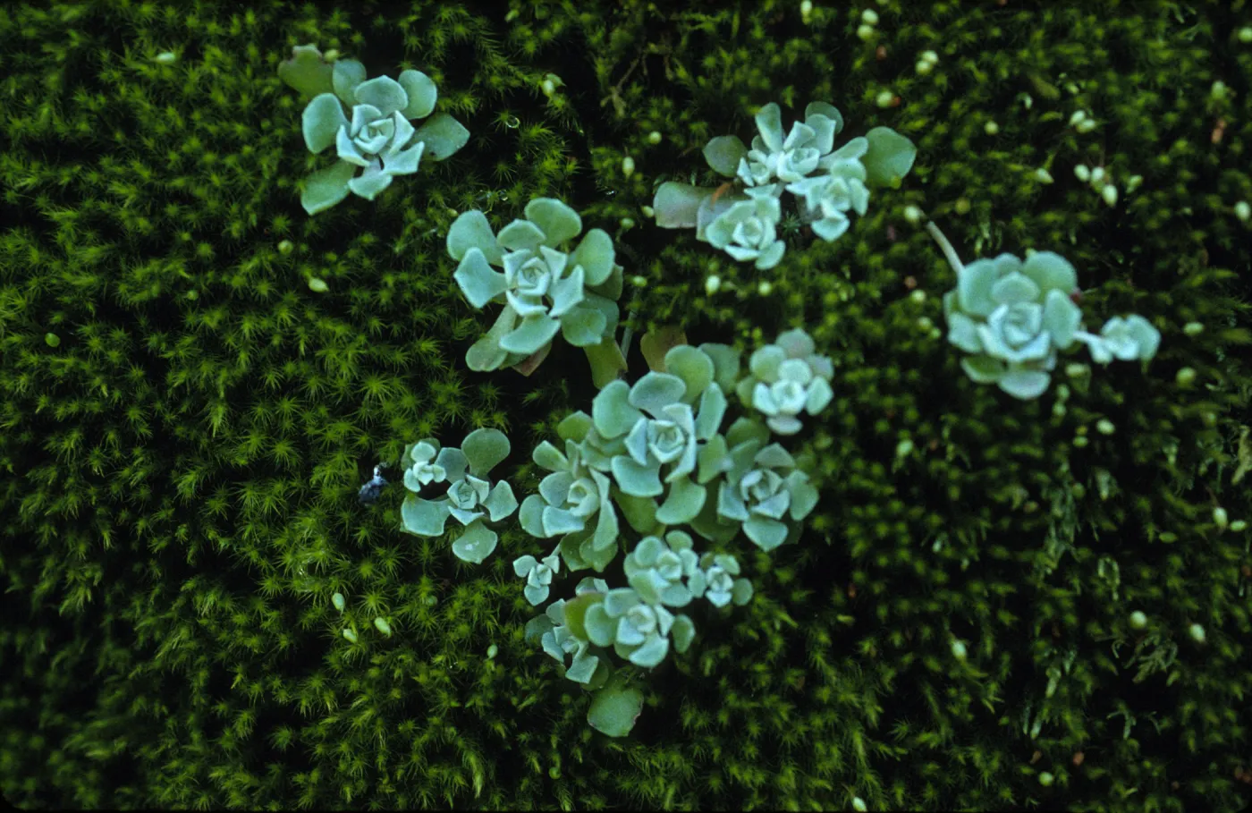 Sedum spathulifolium