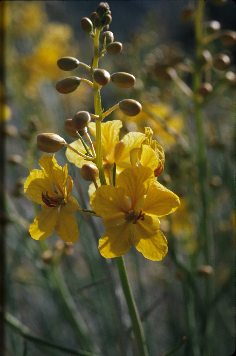 Senna armata