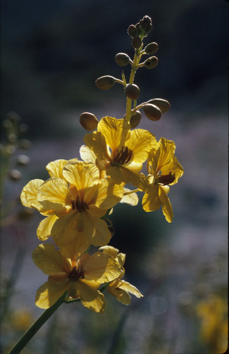 Senna armata