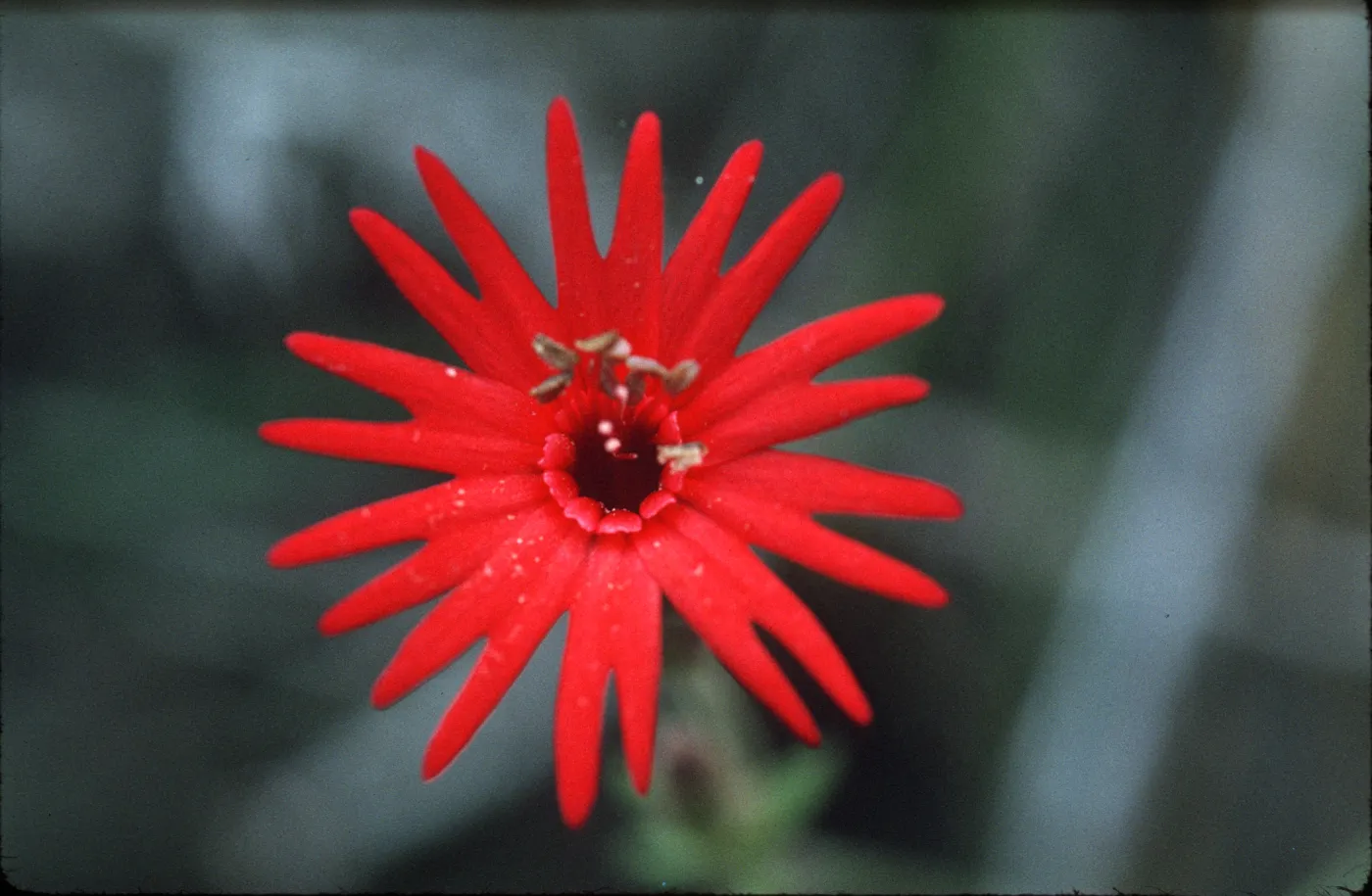 Silene laciniata