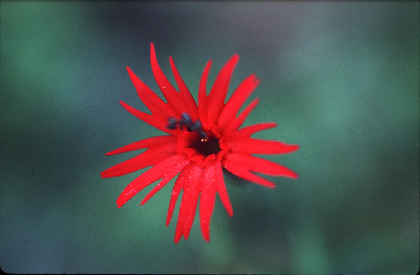 Silene laciniata