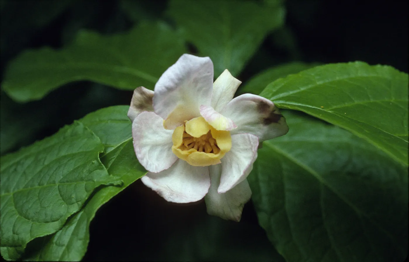 Sinocalycanthus chinensis
