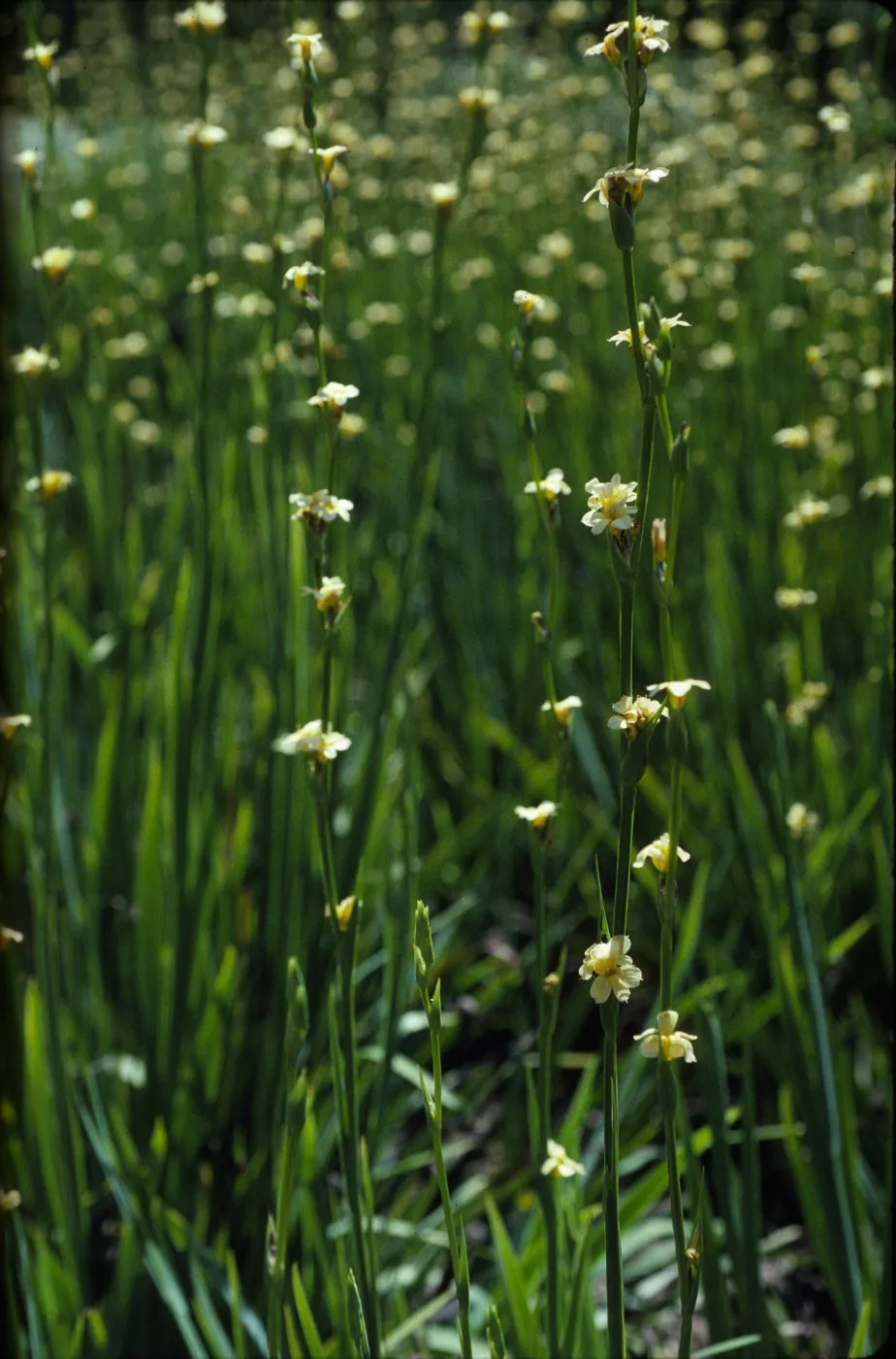 Sisyrinchium striatum