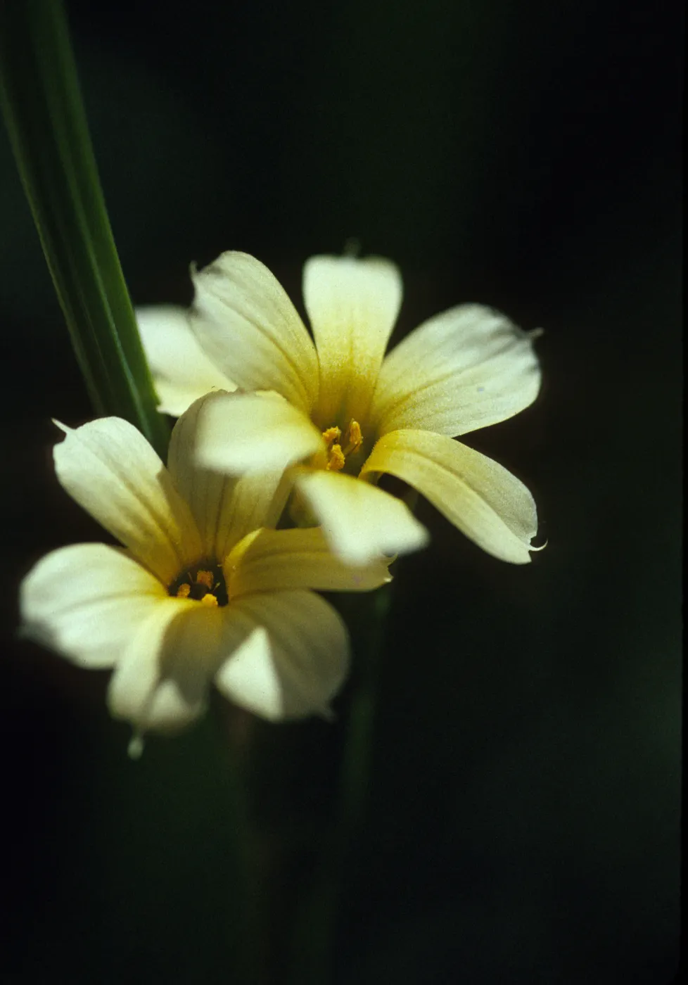 Sisyrinchium striatum
