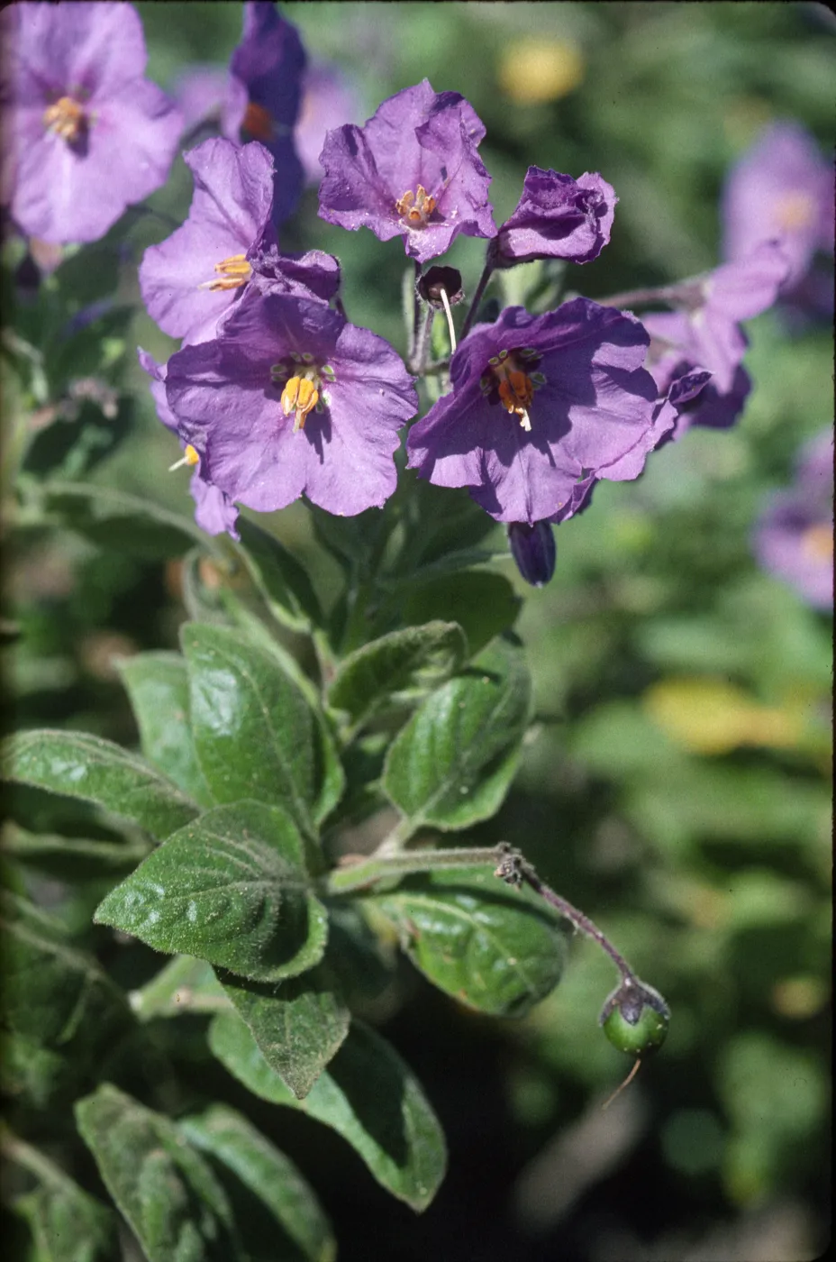 Solanum clokeyi