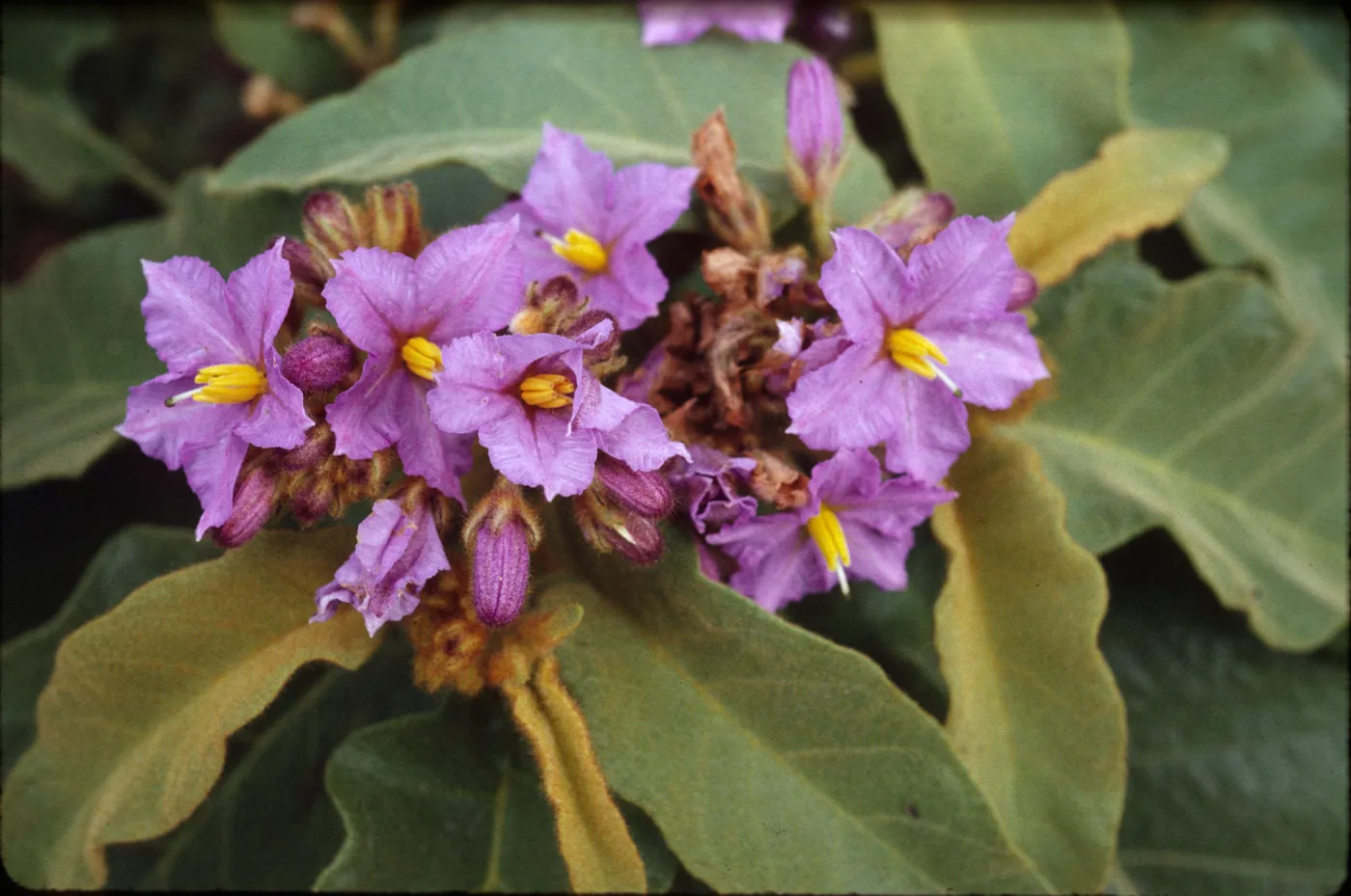 Solanum hispidum