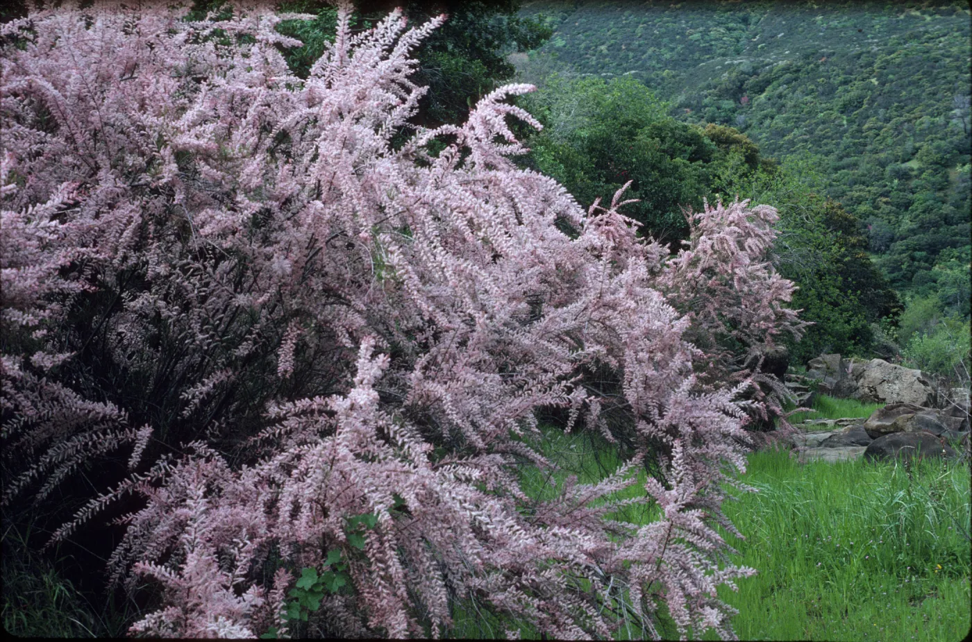 Tamarix parviflora