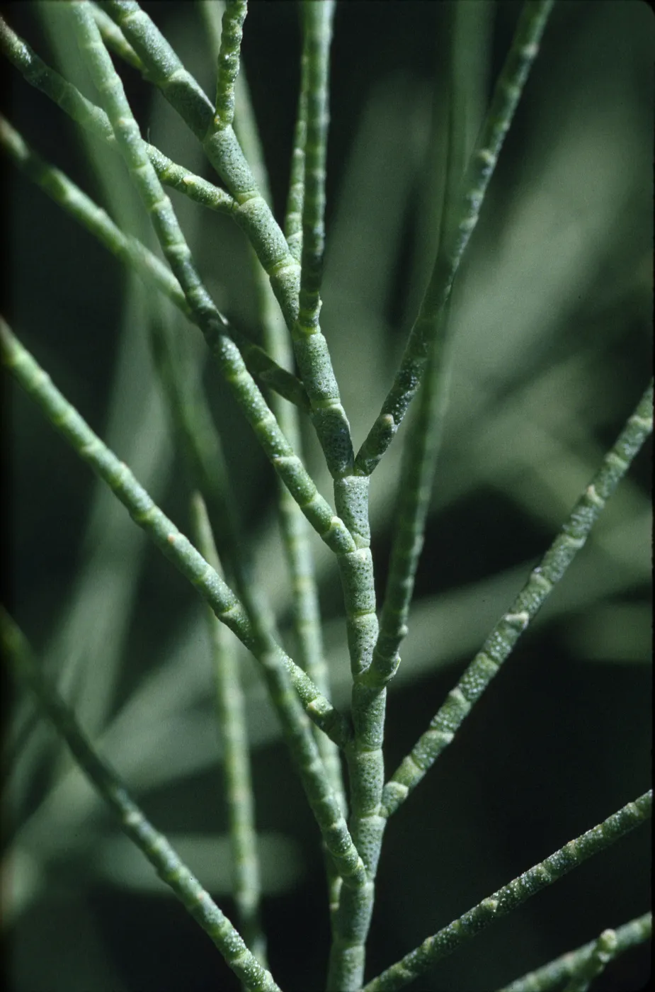 Tamarix aphylla