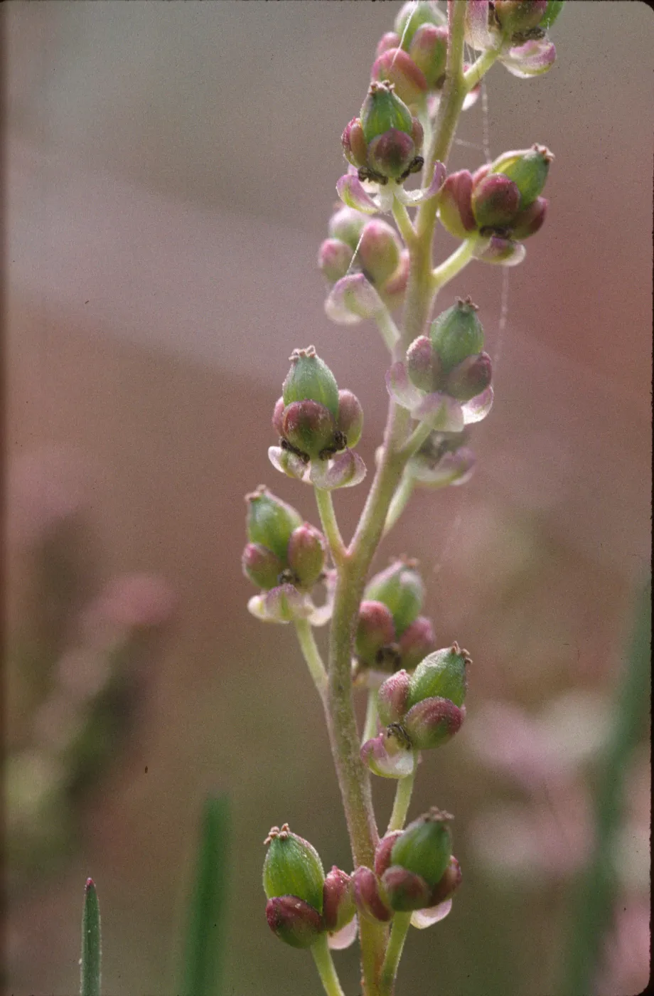 Triglochin maritimum