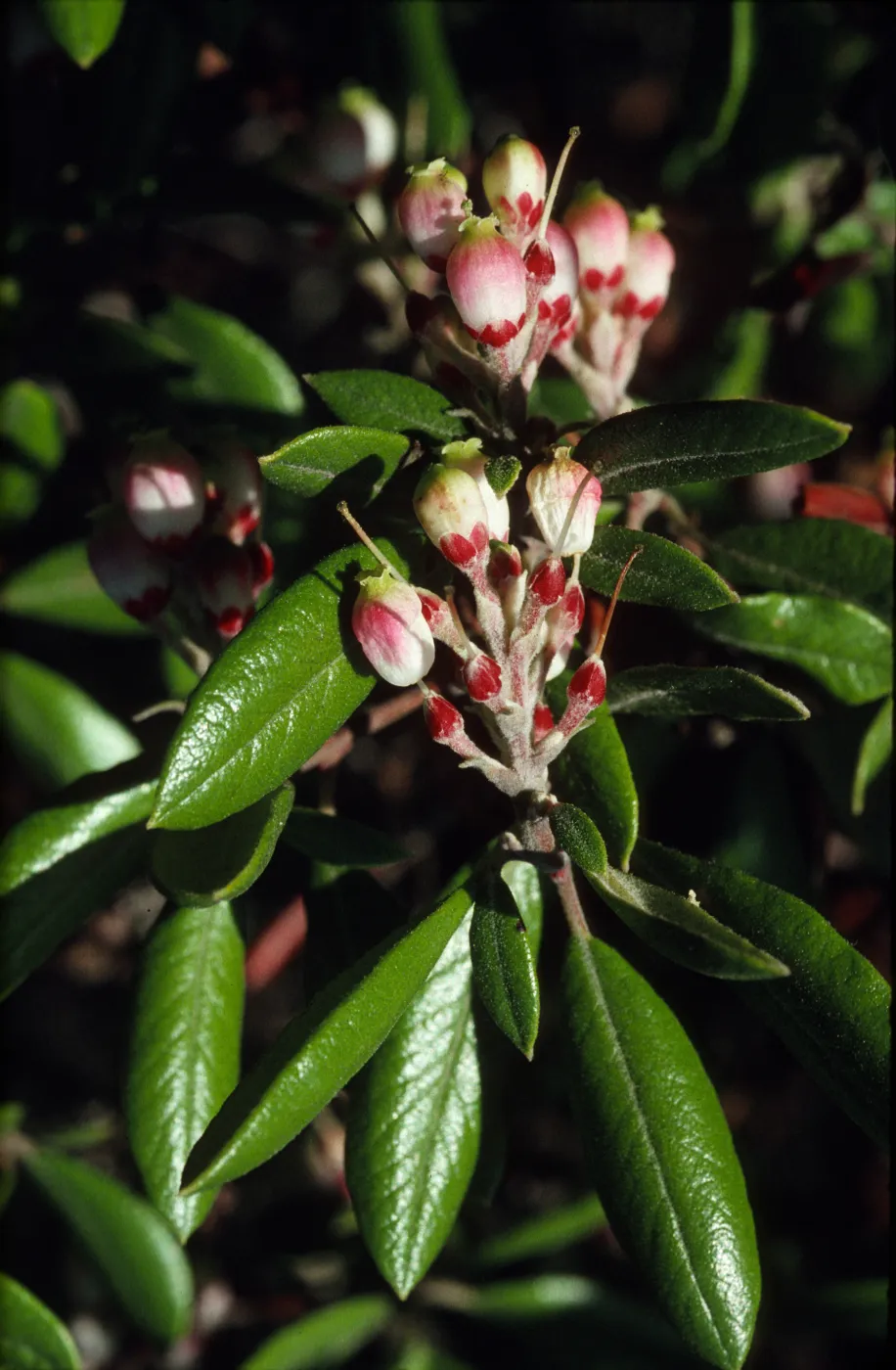 Xylococcus bicolor