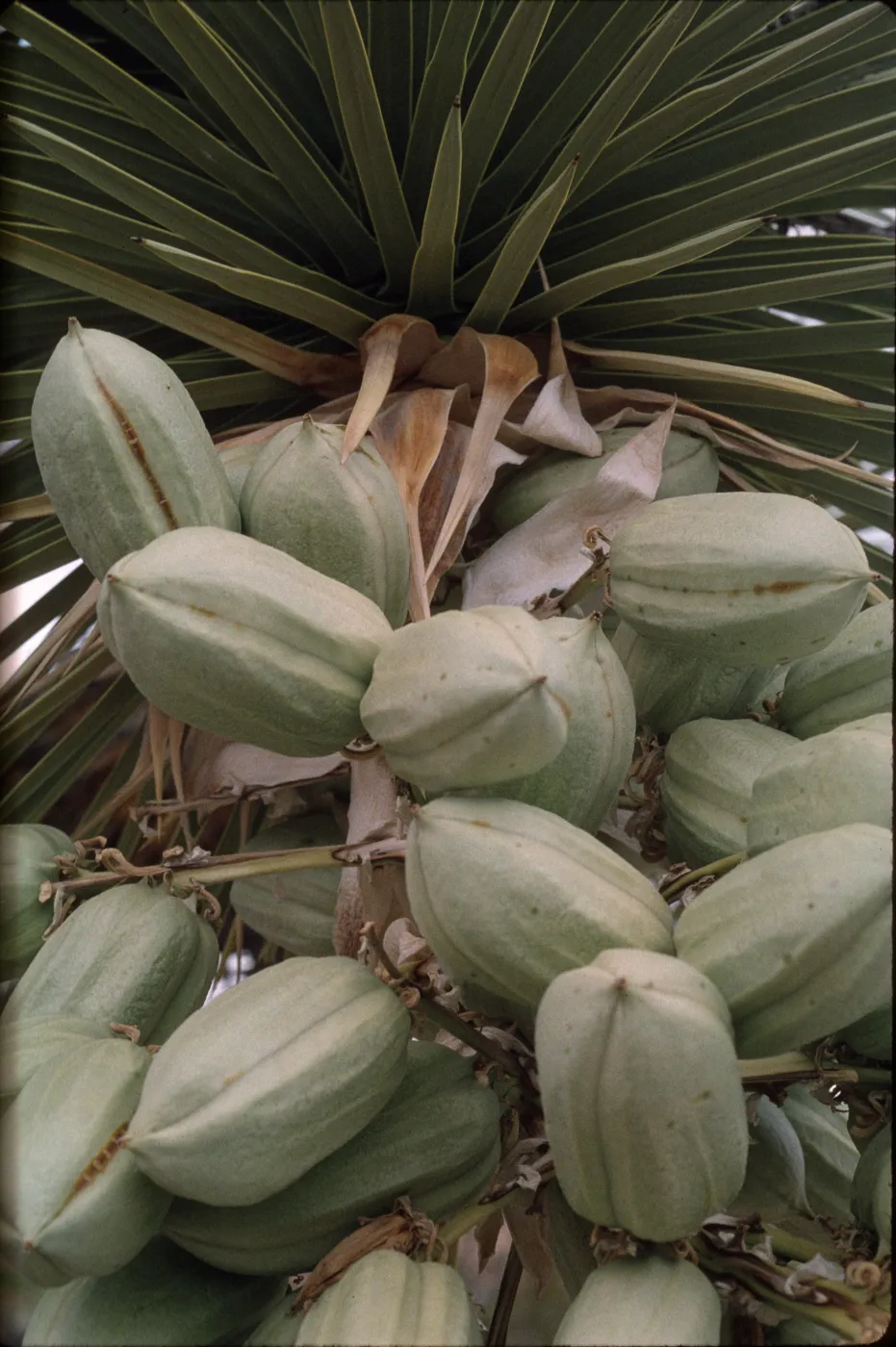 Yucca brevifolia