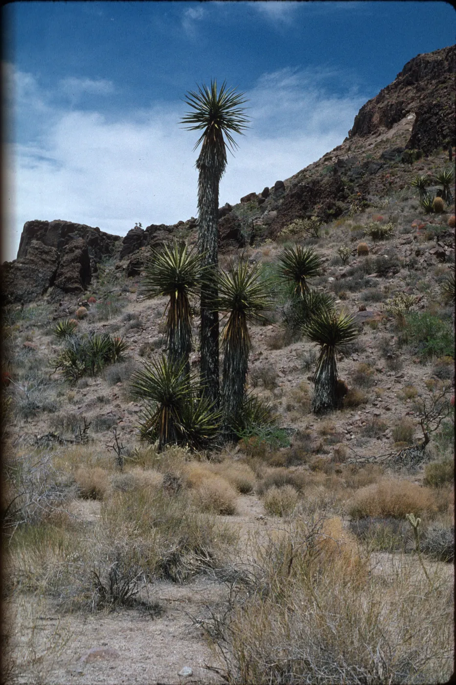 Yucca schidigera