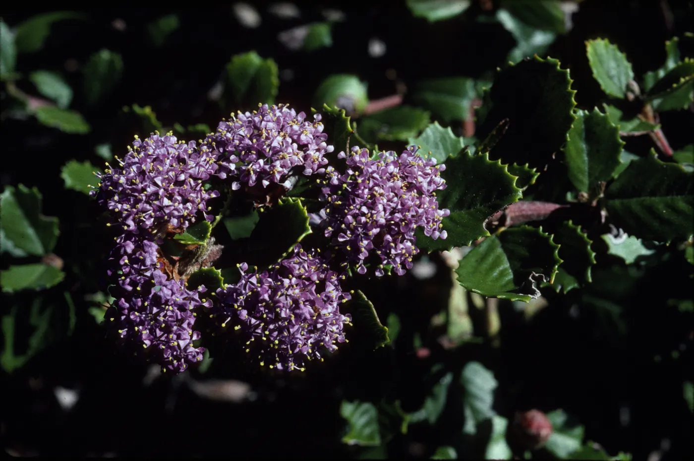Ceanothus gloriosus