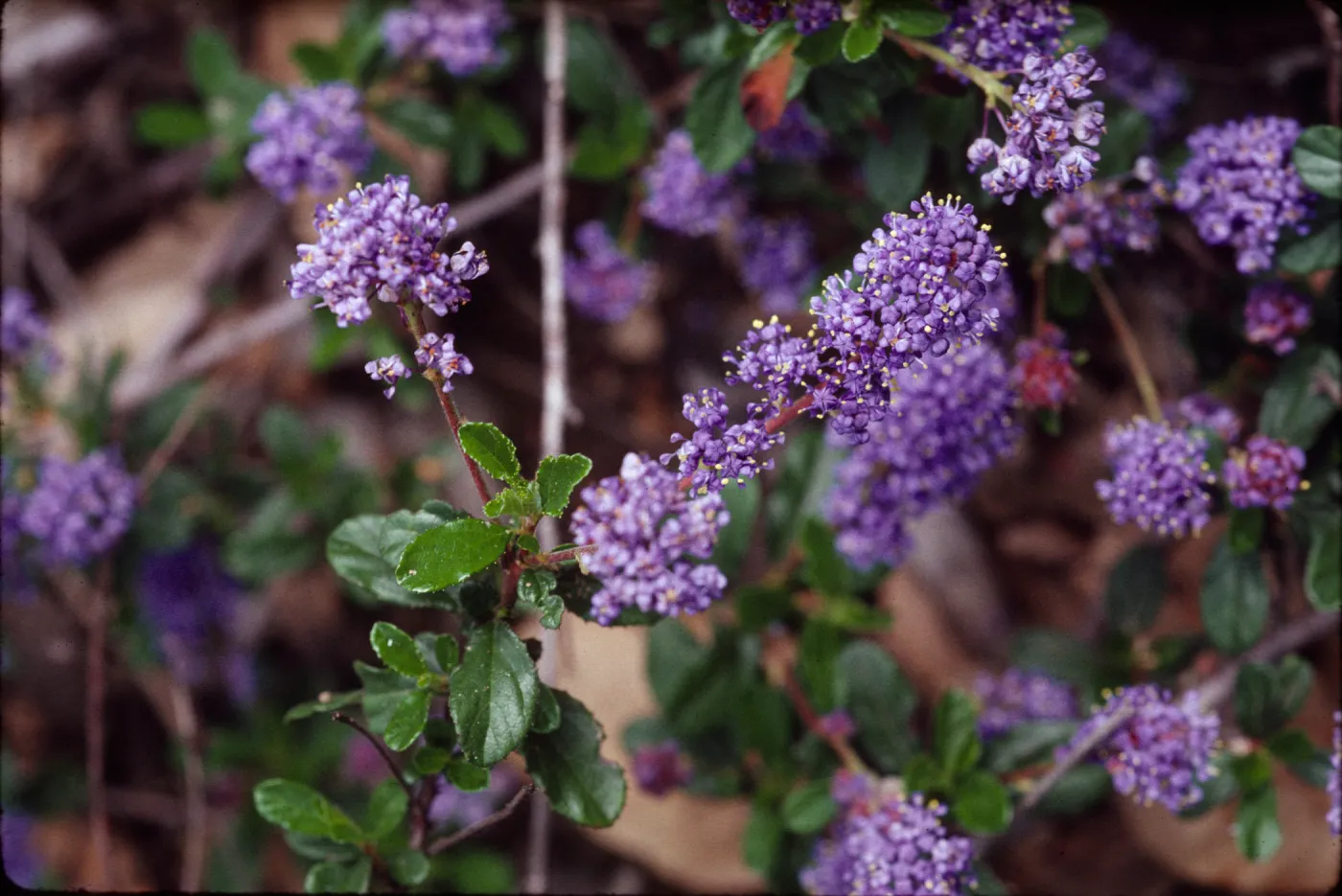 Ceanothus foliosus