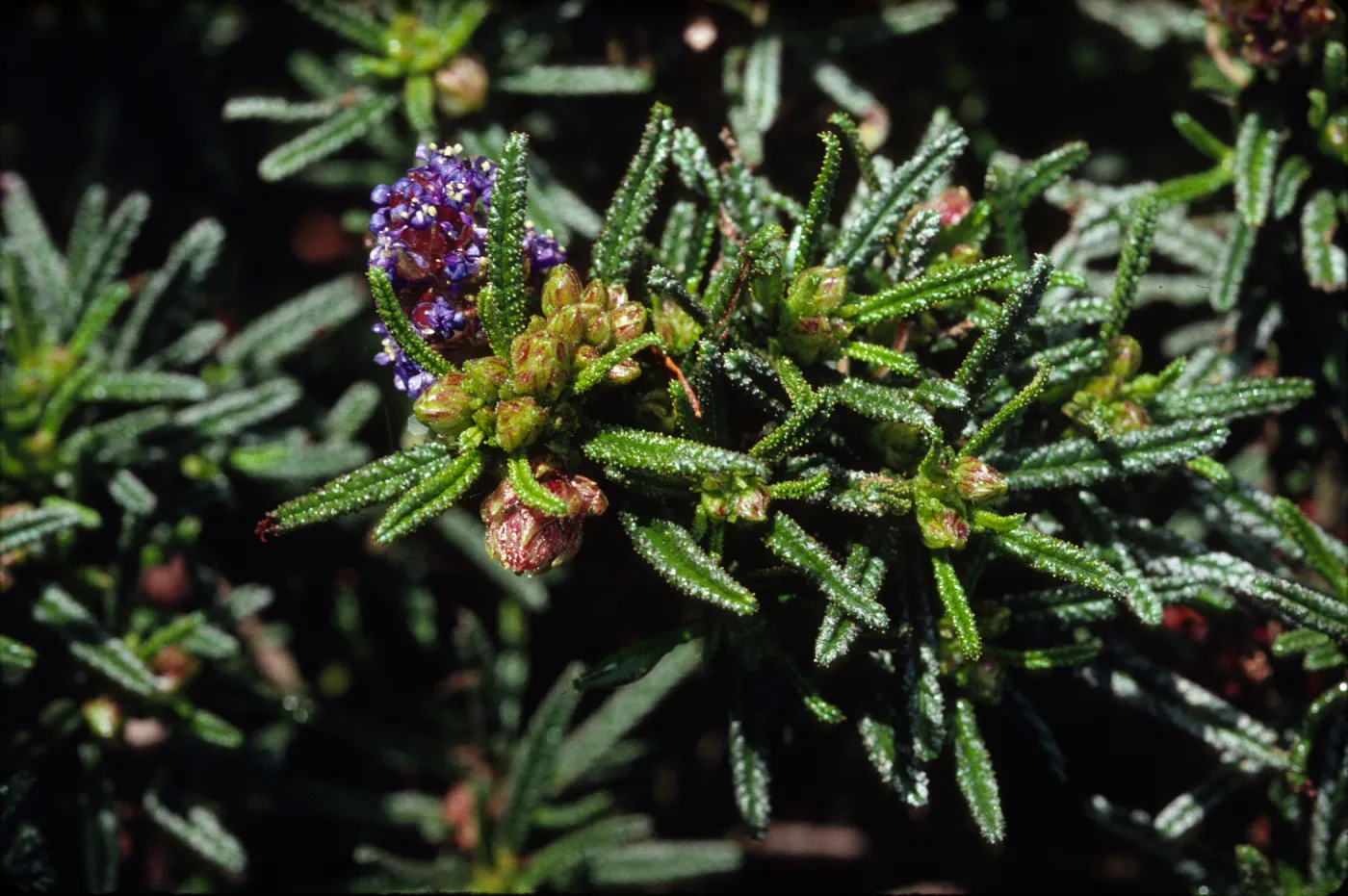 Ceanothus papillosus