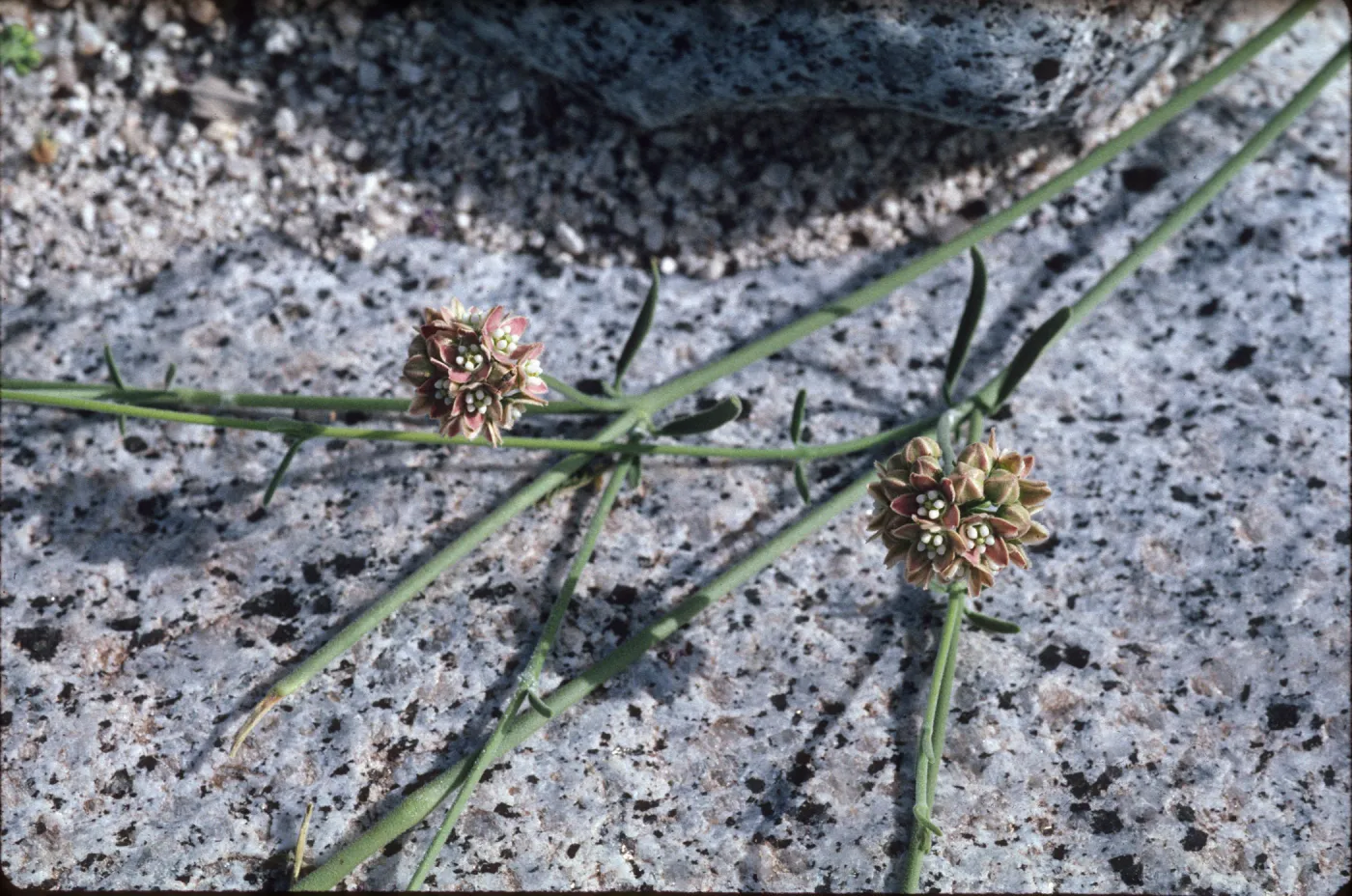 Sarcostemma