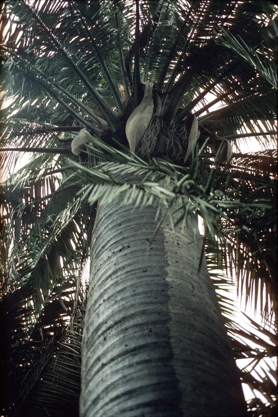 Jubaea chilensis