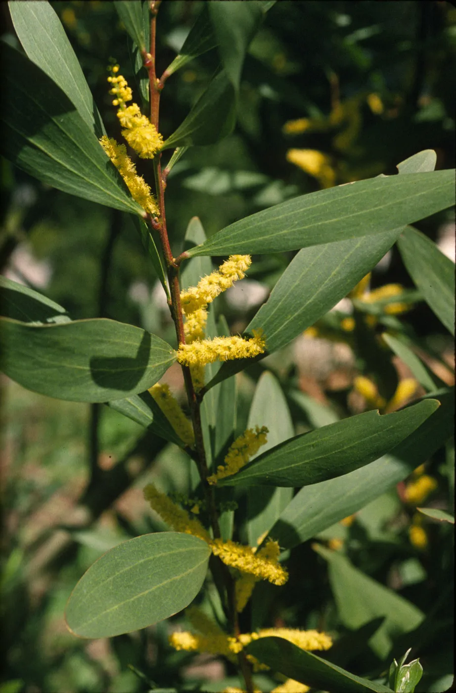 Acacia longifolia