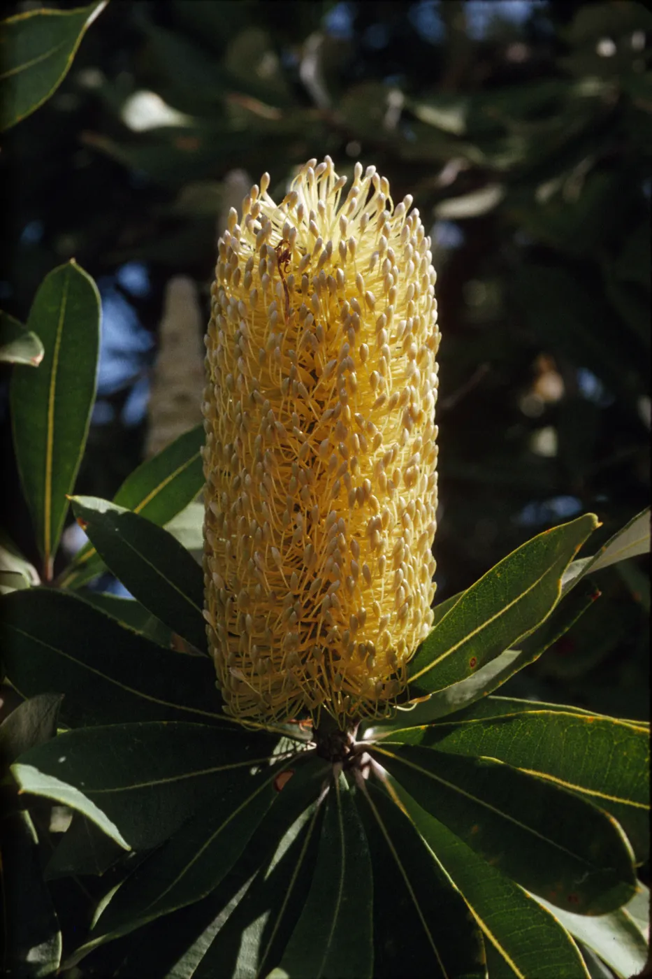 Banksia