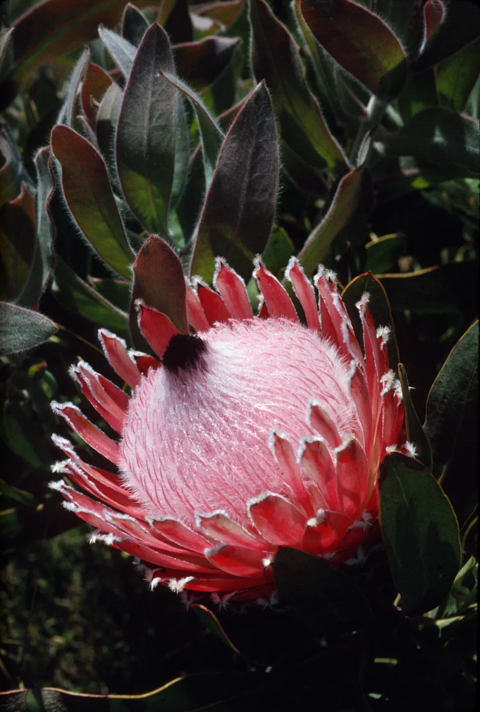 Protea