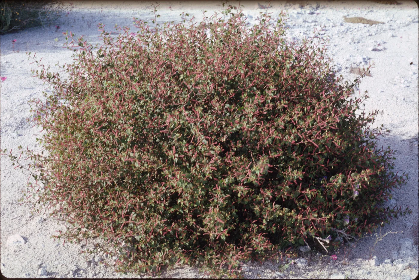 Acalypha