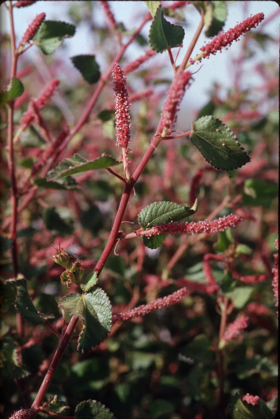 Acalypha