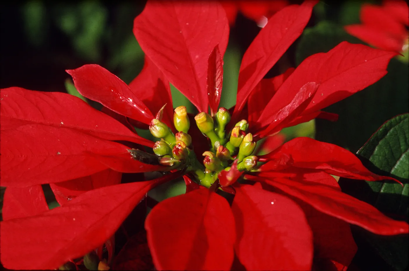 Poinsettia