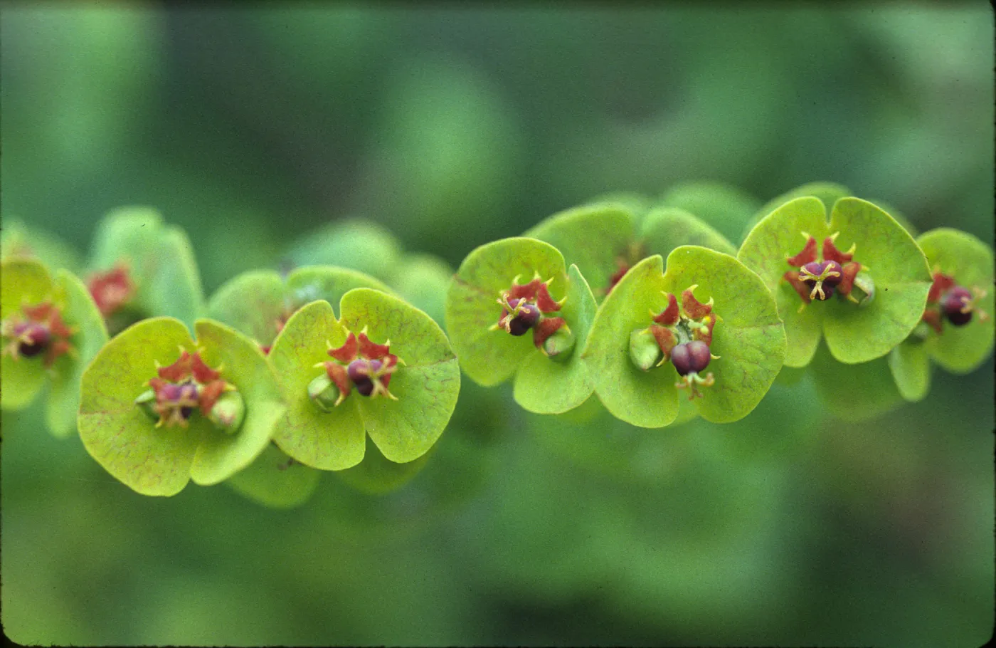 Euphorbia amygdaloides