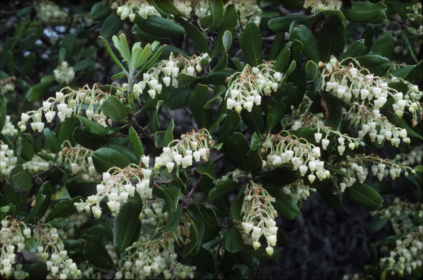Comarostaphylis diversifolia