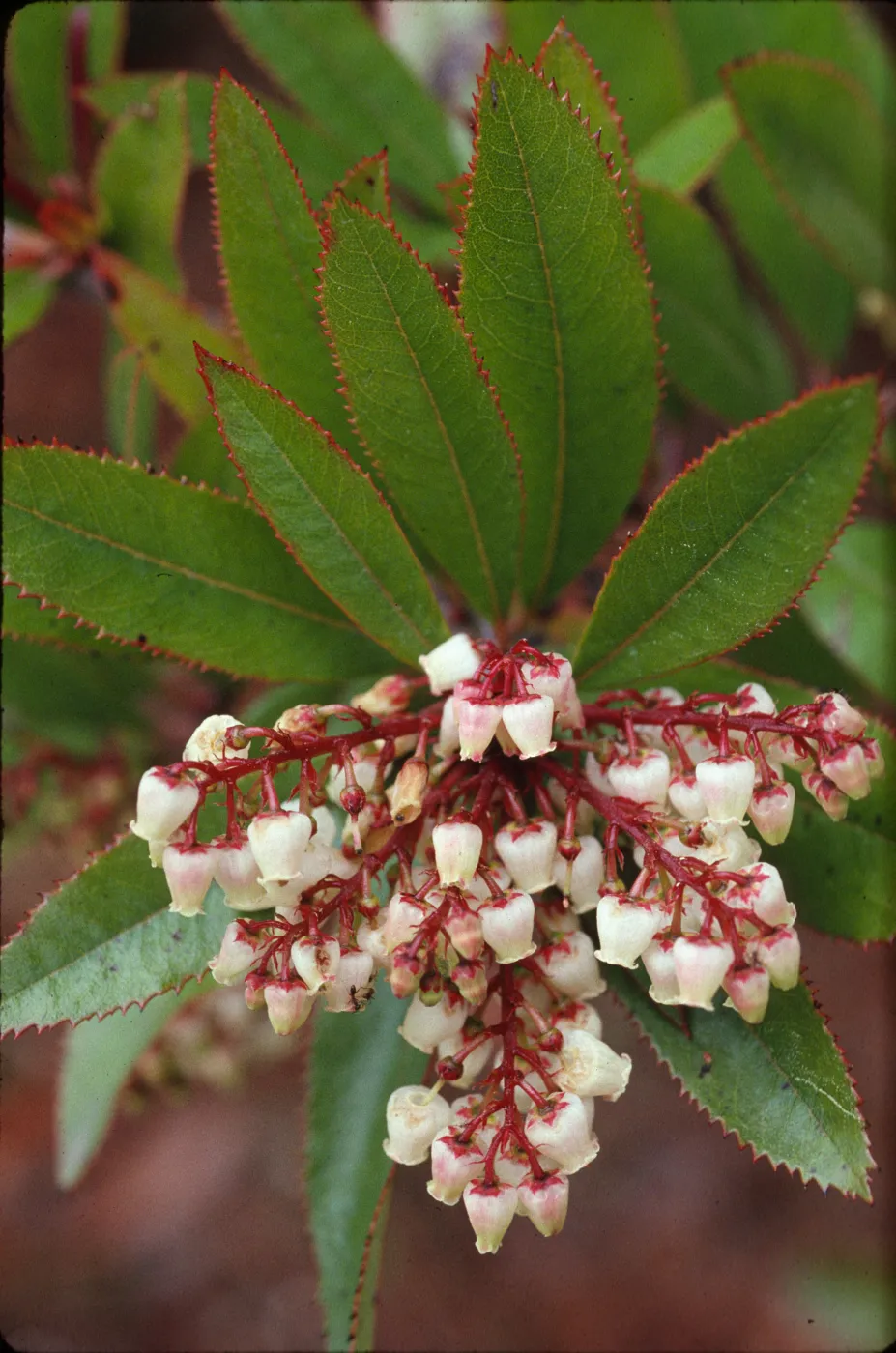 Comarostaphylis polifolia