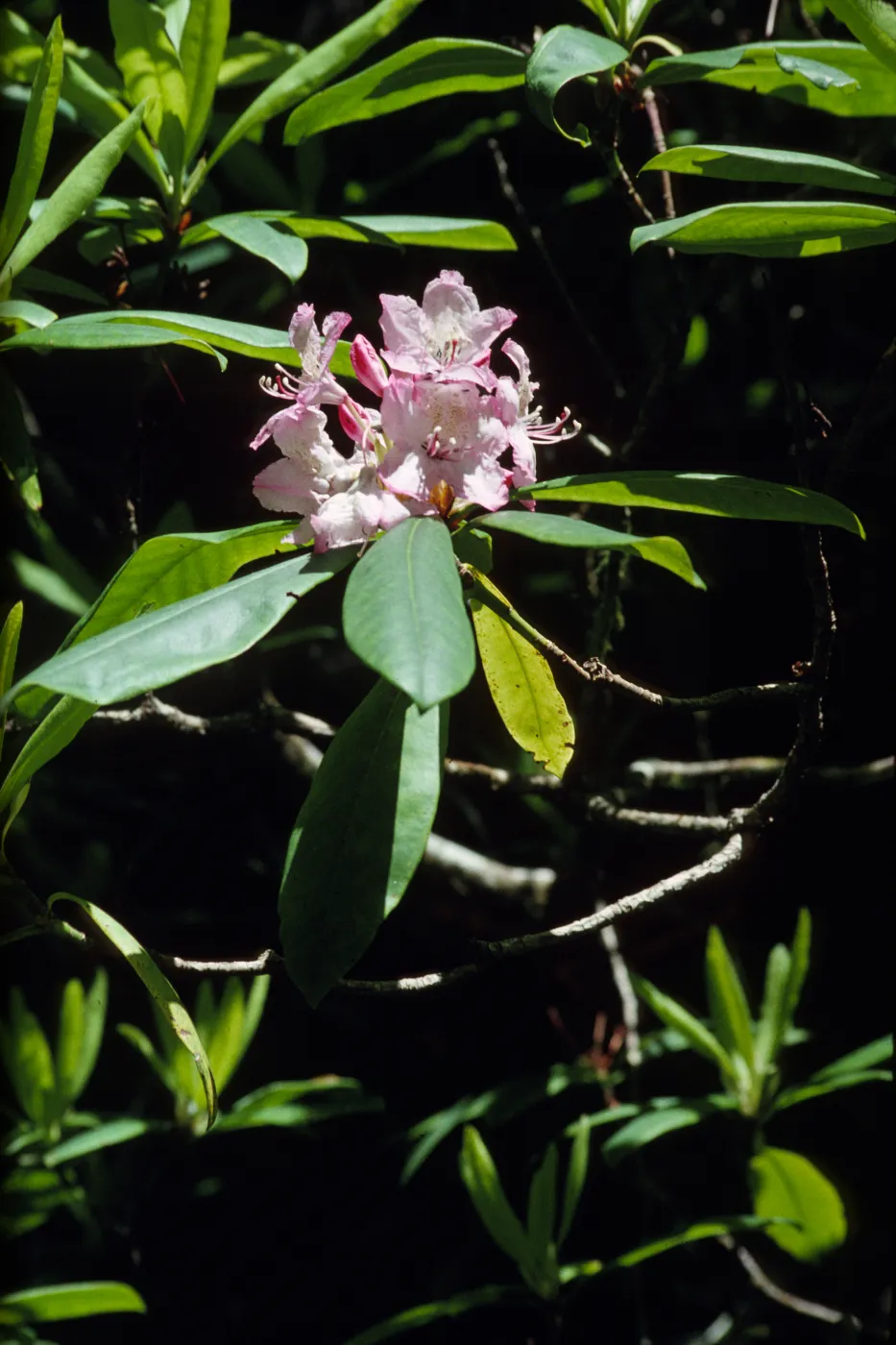 Rhododendron macrophyllum