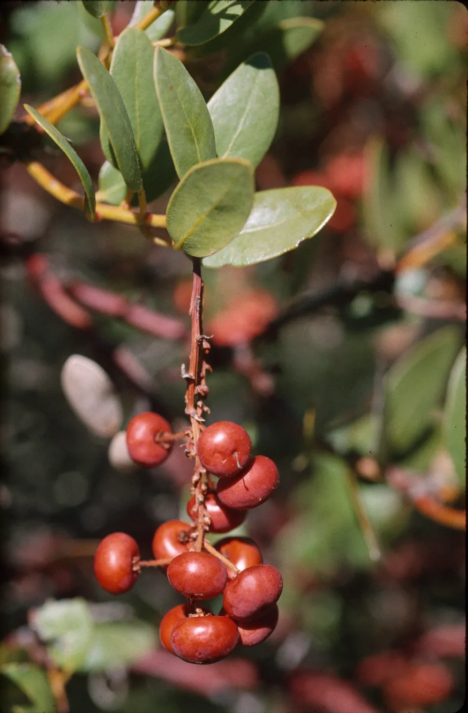 Arctostaphylos insularis